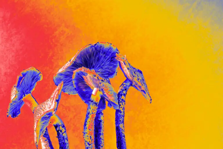 Is Psilocybin Legal? What Patients Should Know in 2026